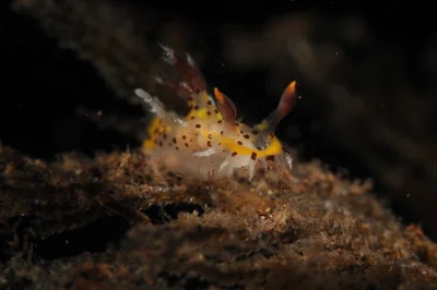 Plocamopherus tilesii - Tulamben, Kubu, Karangasem, Bali, Indonesien