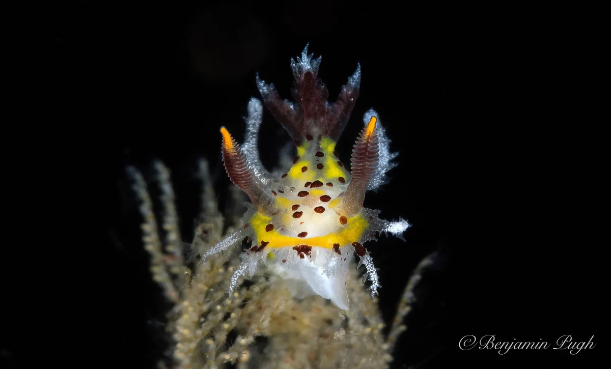 Plocamopherus tilesii - Karangasem Regency, Bali, Indonesia