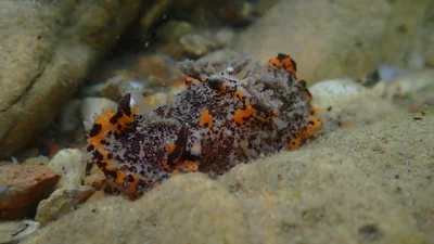 Plocamopherus tilesii - Tallebudgera Creek, Burleigh Heads, QLD, AU