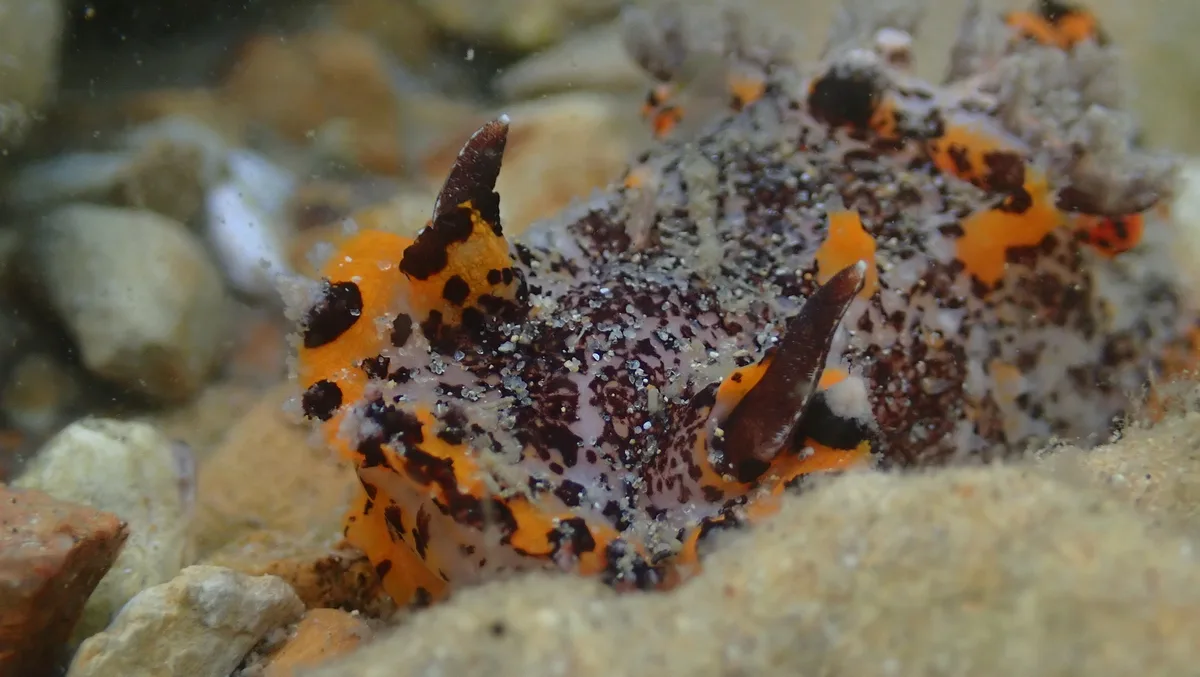 Plocamopherus tilesii - Tallebudgera Creek, Burleigh Heads, QLD, AU