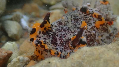 Plocamopherus tilesii - Tallebudgera Creek, Burleigh Heads, QLD, AU
