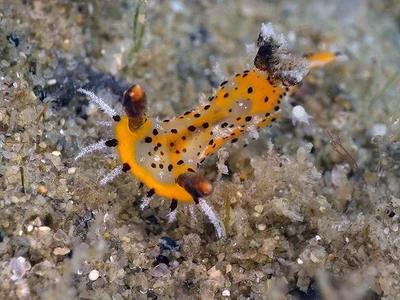 Plocamopherus tilesii - La Balsa Park, 1 Harbour Parade, Buddina QLD 4575, Australia