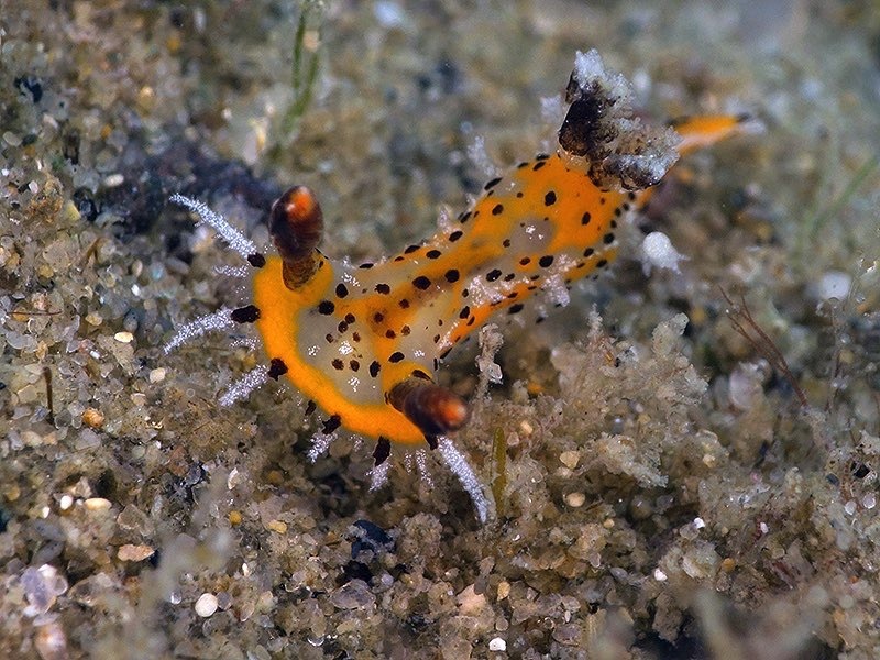 Plocamopherus tilesii - La Balsa Park, 1 Harbour Parade, Buddina QLD 4575, Australia