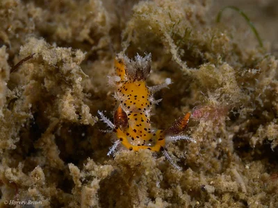 Plocamopherus tilesii - Sunshine Coast QLD, Australia