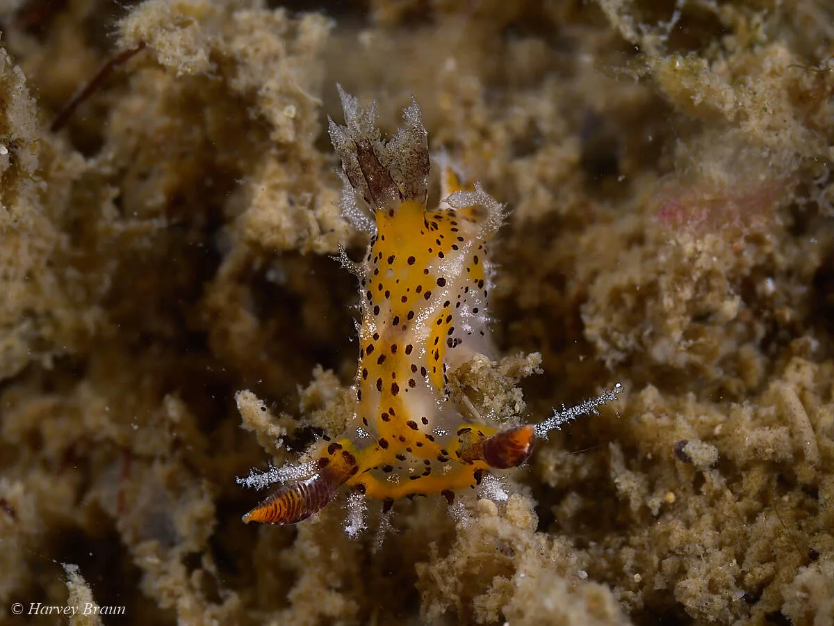 Plocamopherus tilesii - Sunshine Coast QLD, Australia