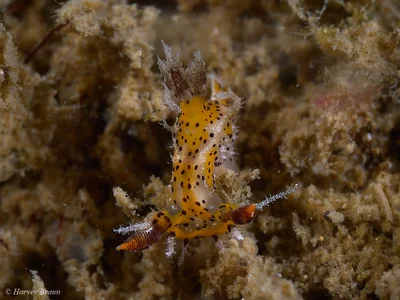 Plocamopherus tilesii - Sunshine Coast QLD, Australia