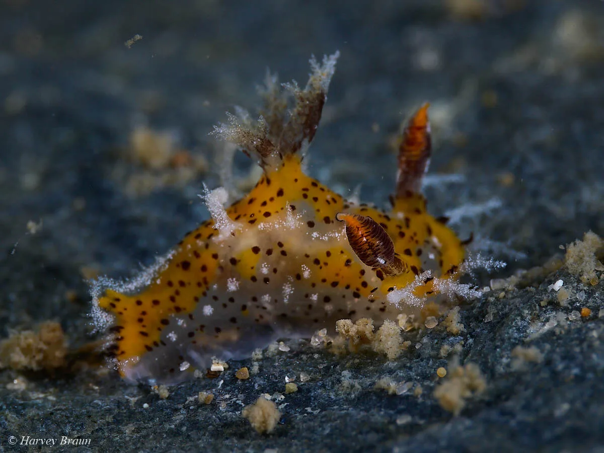 Plocamopherus tilesii - Sunshine Coast QLD, Australia