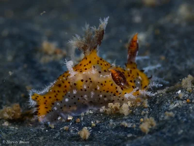 Plocamopherus tilesii - Sunshine Coast QLD, Australia