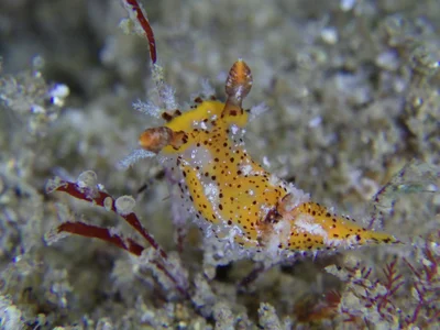 Plocamopherus tilesii - Kerosene Inlet, New South Wales, NSW, AU