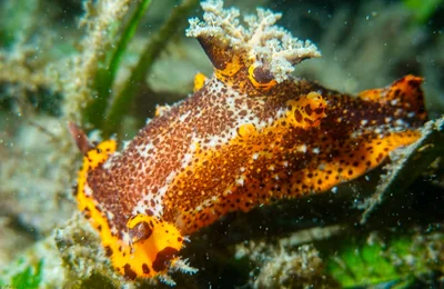 Plocamopherus tilesii - Nelson Bay - Corlette NSW, Australia