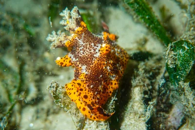 Plocamopherus tilesii - Nelson Bay - Corlette NSW, Australia