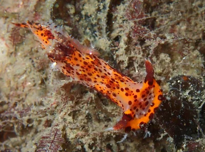Plocamopherus tilesii - Nelson Bay sea slug census