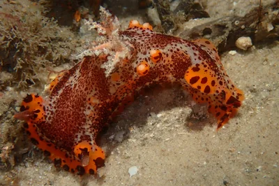 Plocamopherus tilesii - Little Beach