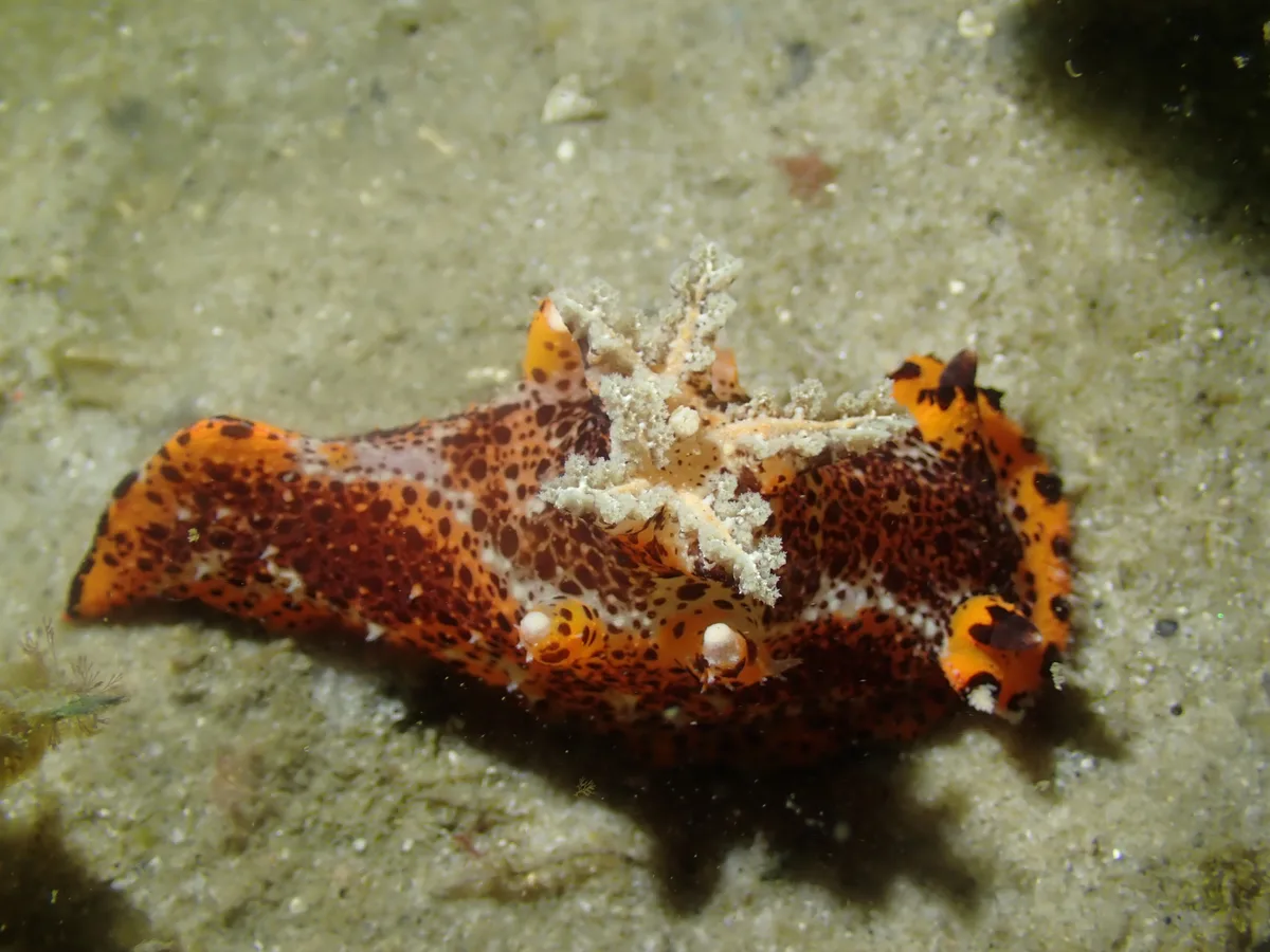 Plocamopherus tilesii - Little Beach, Port Stephens NSW 2319, Australia