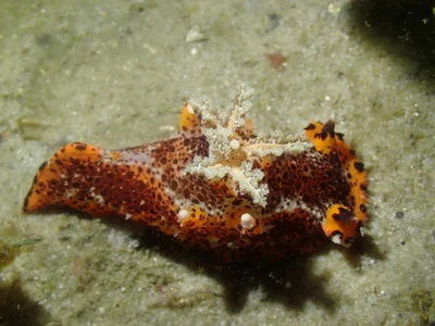 Plocamopherus tilesii - Little Beach, Port Stephens NSW 2319, Australia