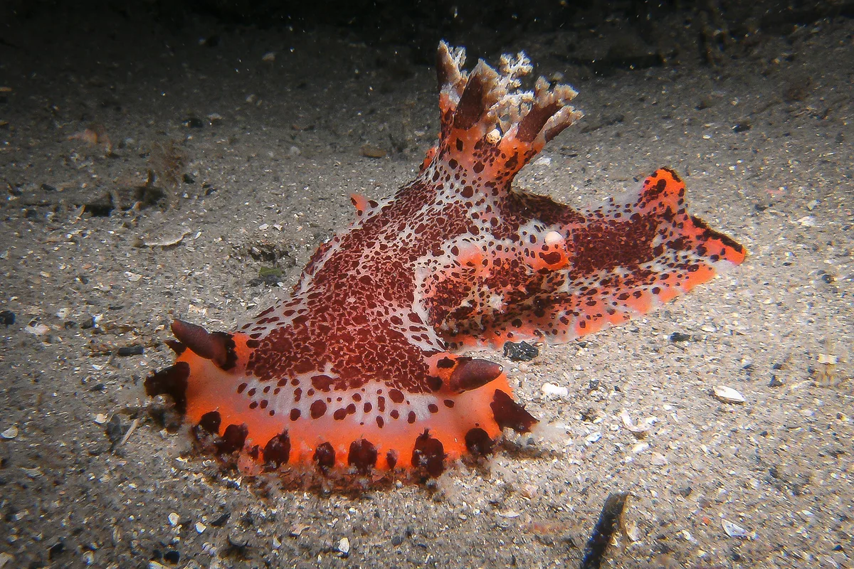 Plocamopherus tilesii - Nelson Bay NSW 2315, Australia