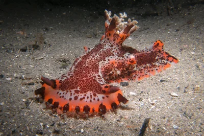 Plocamopherus tilesii - Nelson Bay NSW 2315, Australia