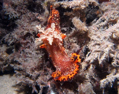 Plocamopherus tilesii - Nelson Bay NSW 2315, Australia