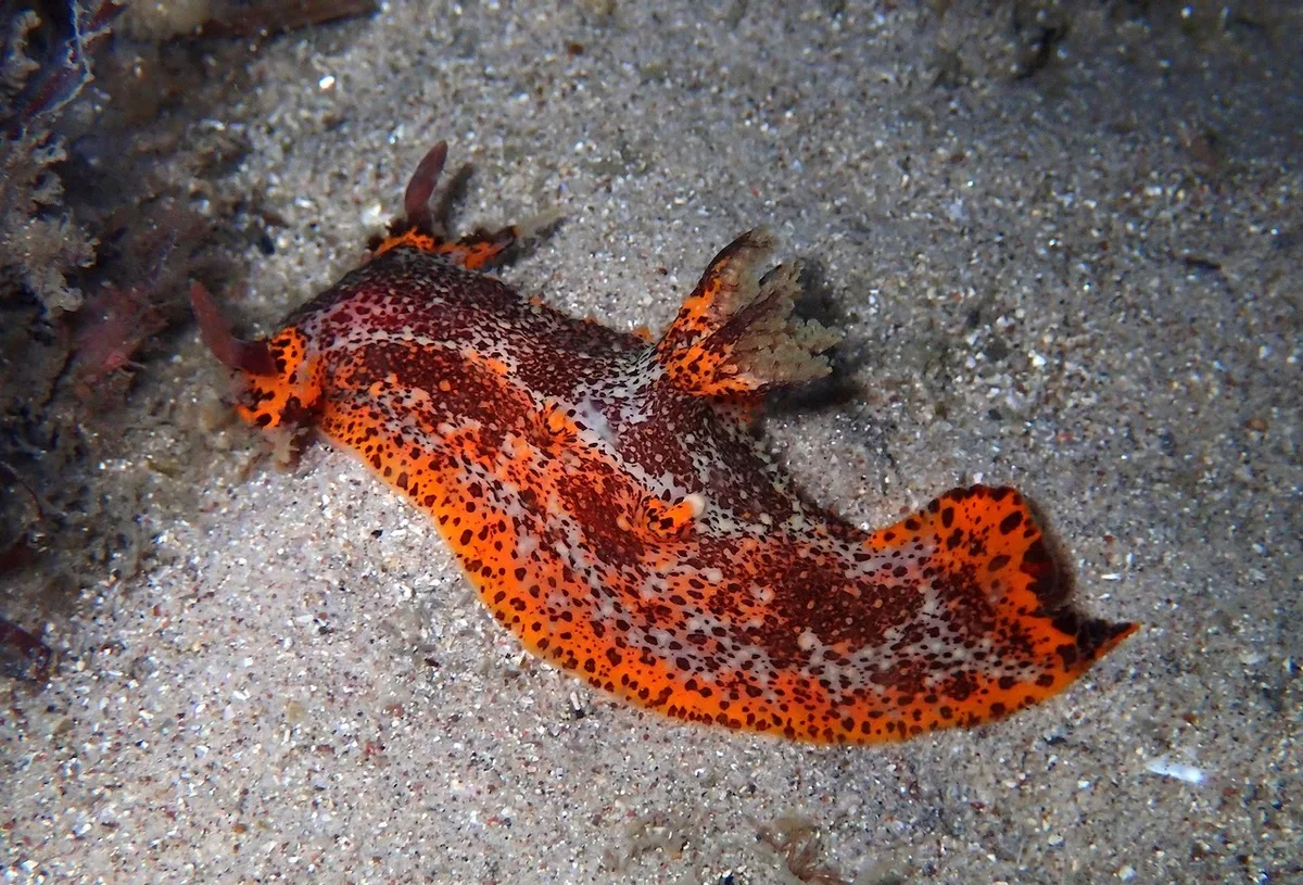 Plocamopherus tilesii - Port Stephens, NSW, Australia