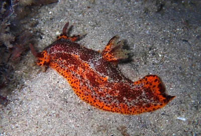 Plocamopherus tilesii - Port Stephens, NSW, Australia
