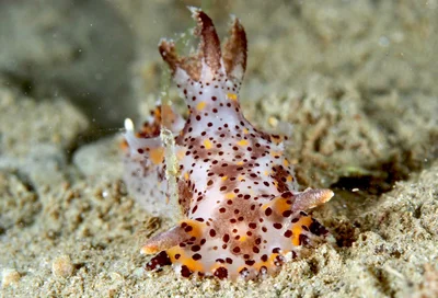 Plocamopherus tilesii - Romblon, PH