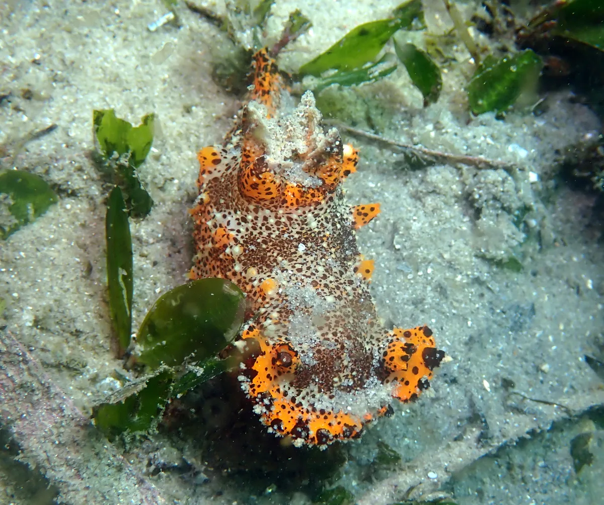 Plocamopherus tilesii - Port Stephens NSW 2319, Australia