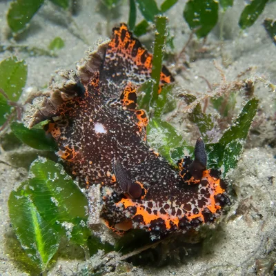 Plocamopherus tilesii - Pipeline, Port Stephens NSW 2319, Australia