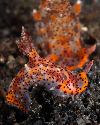 Plocamopherus tilesii - Labuan Airprang, North Sulawesi, ID