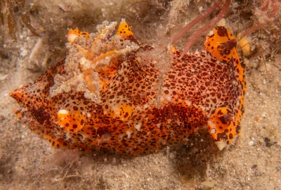 Plocamopherus tilesii - "Fly Point, Port Stephens, NSW, Australia"
