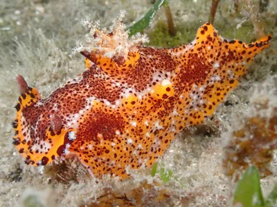 Plocamopherus tilesii - Nelson Bay NSW 2315, Australia