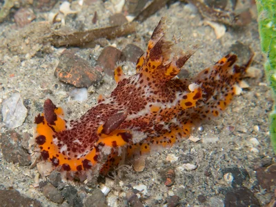 Plocamopherus tilesii - Pipeline, Port Stephens NSW 2319, Australia
