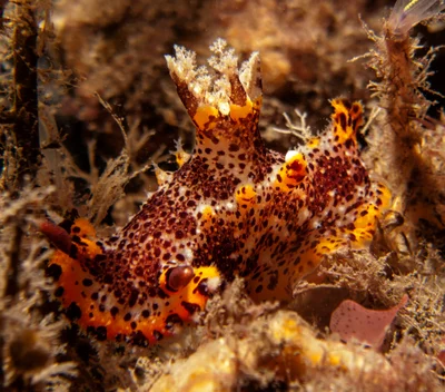 Plocamopherus tilesii - Port Stephens NSW 2319, Australia