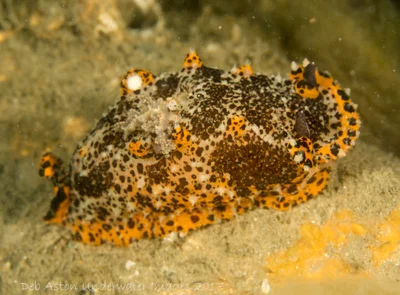 Plocamopherus tilesii - Gold Coast QLD, Australia