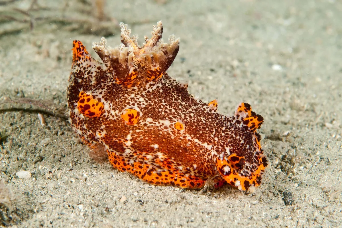 Plocamopherus tilesii - Port Stephens NSW 2319, Australia