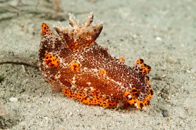 Plocamopherus tilesii - Port Stephens NSW 2319, Australia