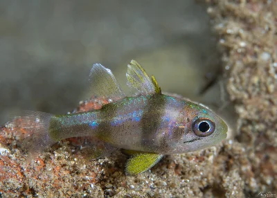 Timor Cardinalfish
