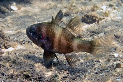 Apogonichthyoides timorensis