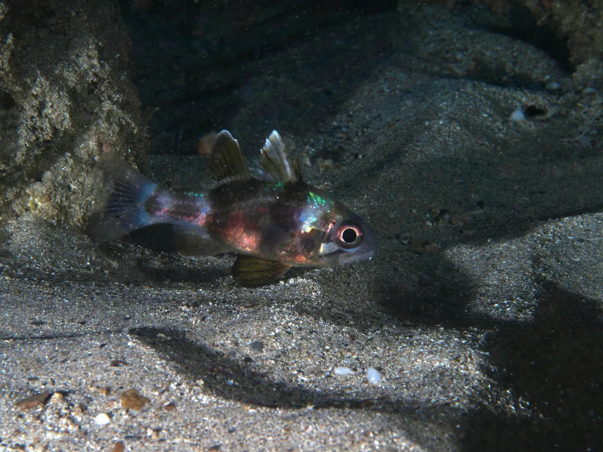 Apogonichthyoides timorensis - Dili, Timor-Leste