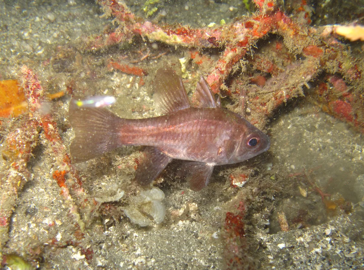 Apogonichthyoides timorensis - Lembeh Strait, Indonésie
