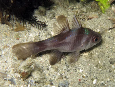 Apogonichthyoides timorensis - Lembeh Strait, Indonésie