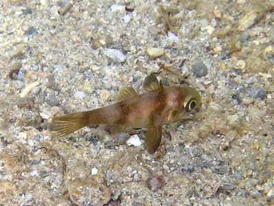 Apogonichthyoides timorensis - jardin maore-1, Mayotte