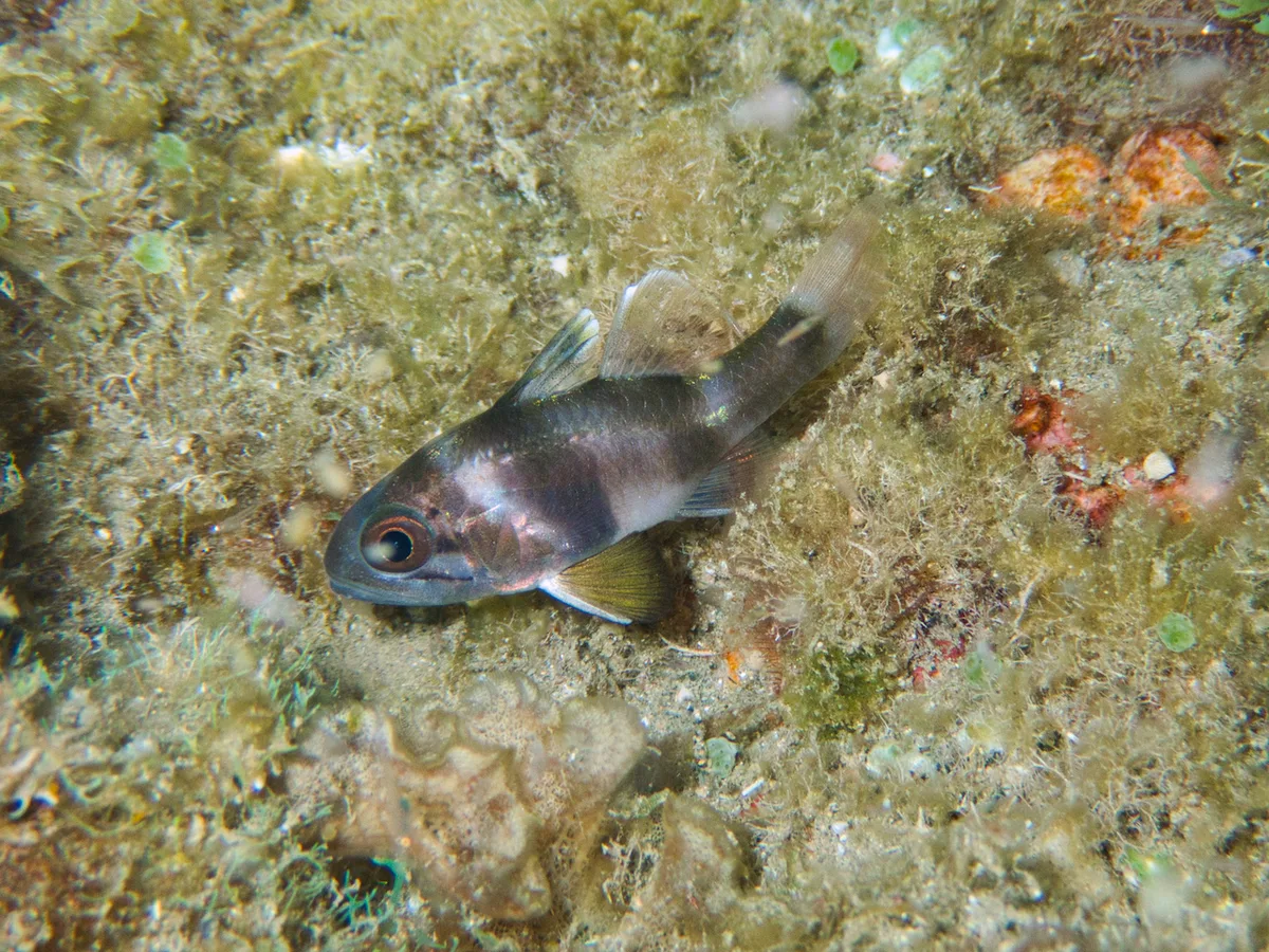 Apogonichthyoides timorensis - Dili, Timor-Leste