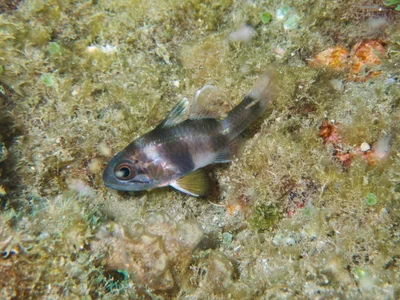 Apogonichthyoides timorensis - Dili, Timor-Leste
