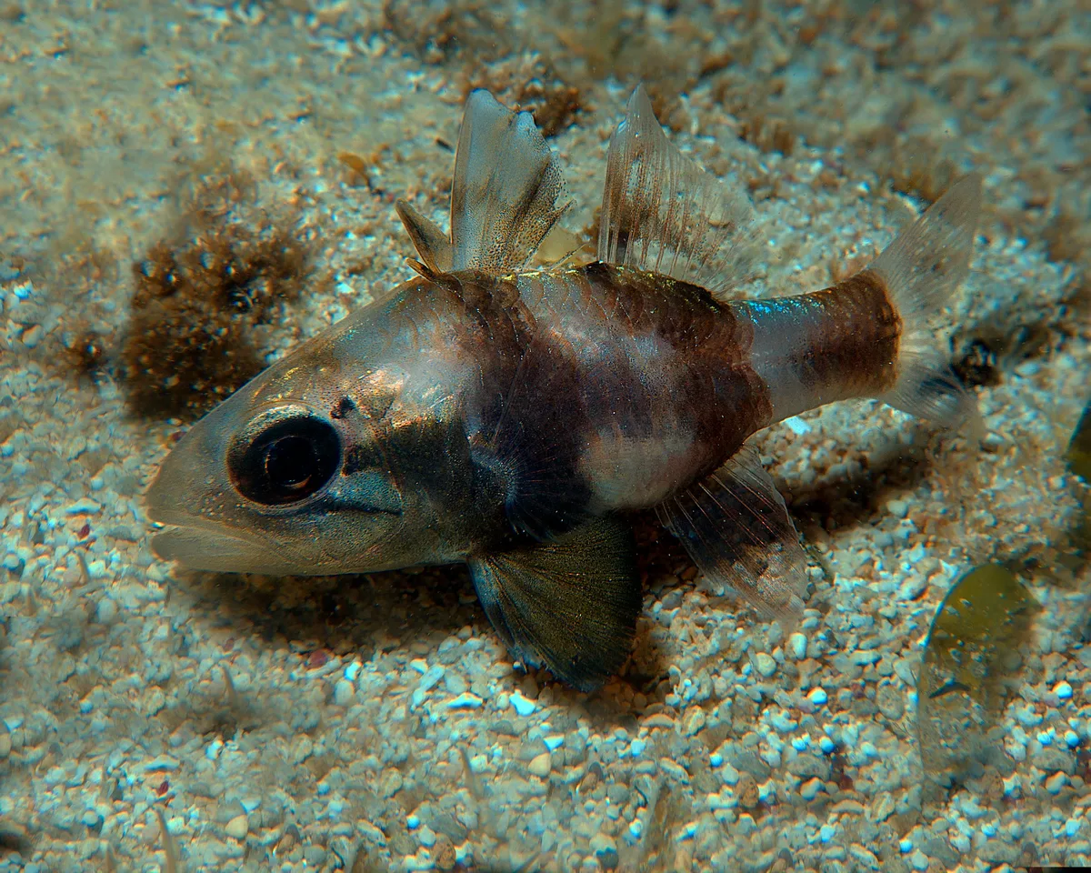 Apogonichthyoides timorensis - Lighthouse Bay, Exmouth, WA, Australia