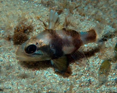 Apogonichthyoides timorensis - Lighthouse Bay, Exmouth, WA, Australia