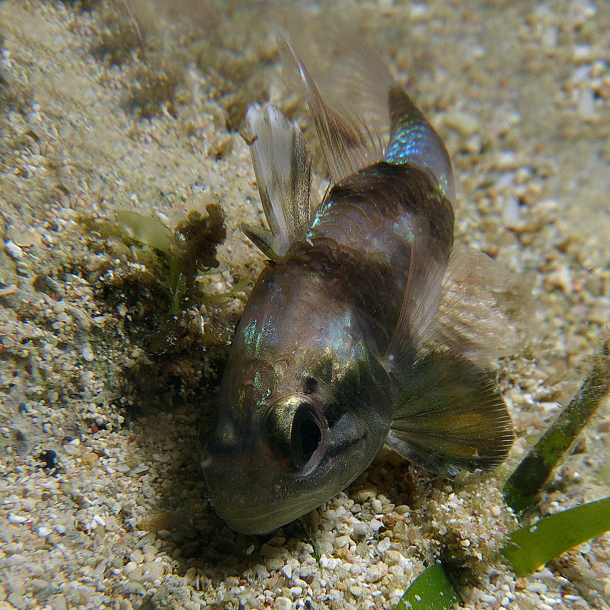 Apogonichthyoides timorensis - Lighthouse Bay, Exmouth, WA, Australia