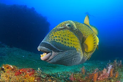 Titan Triggerfish