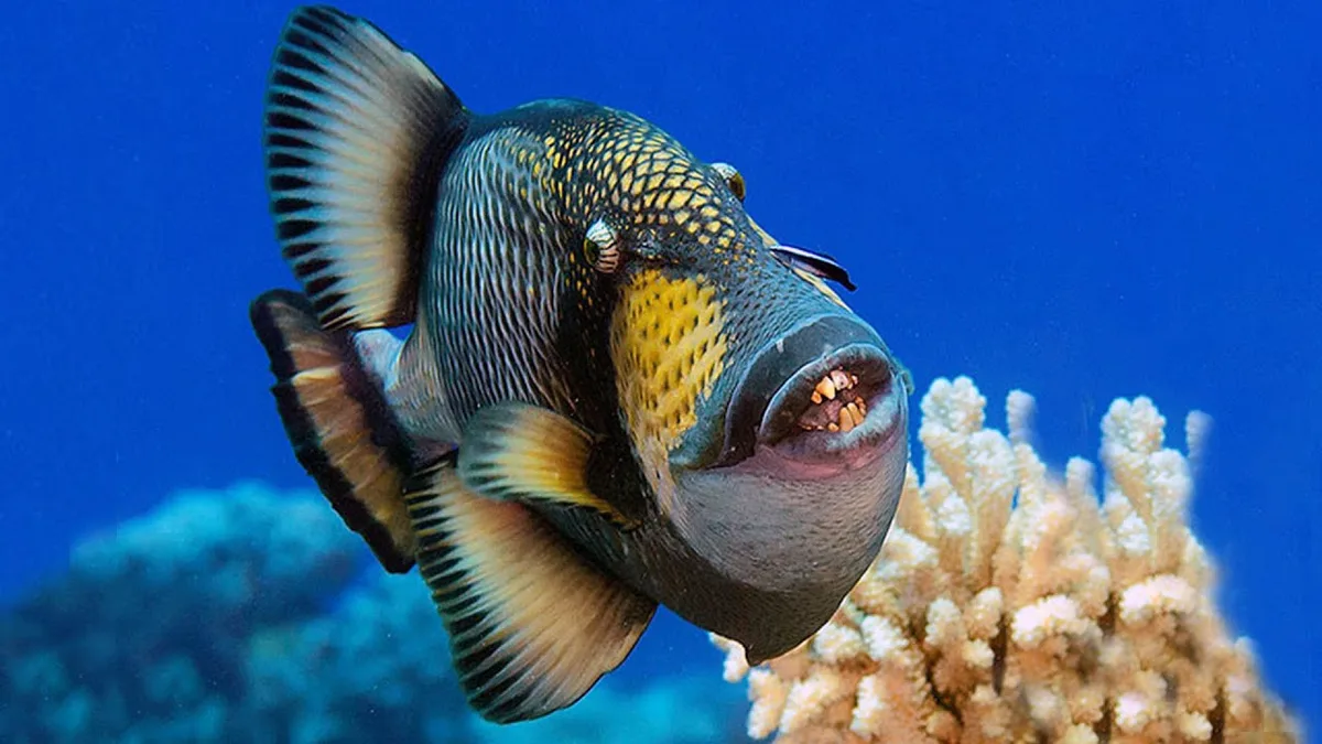 Titan Triggerfish