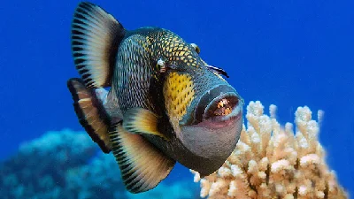 Titan Triggerfish