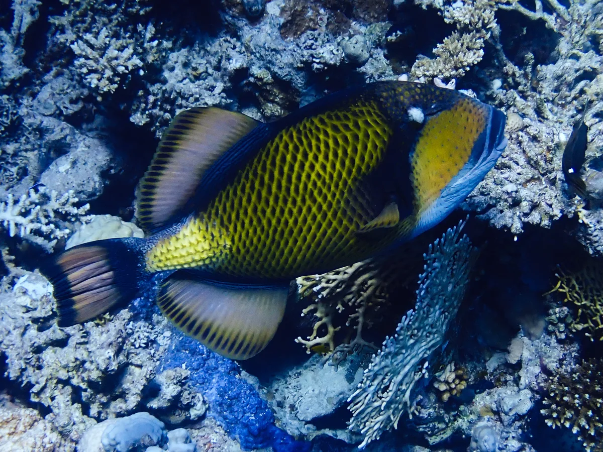Titan Triggerfish